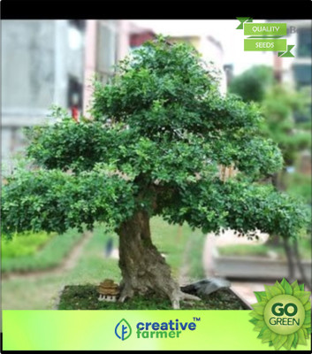 

Creative Farmer Connarus Foetens Native To North American Seed(20 per packet)