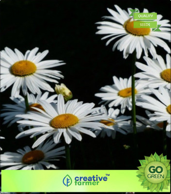 

Creative Farmer Babunnej Chamomile Seed(20 per packet)