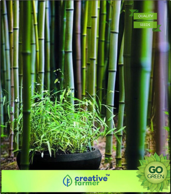 

Creative Farmer Bamboo Seeds Seeds For Garden Bamboo Seeds Seed(20 per packet)