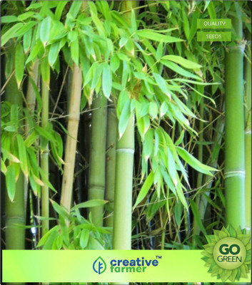 

Creative Farmer Calcutta Bamboo Seeds For Garden Bamboo Seeds Seed(20 per packet)
