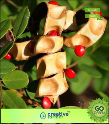 

Creative Farmer Tree Seeds Red Lucky Seed Ornamental Decorative Beed Seeds For Growing 50 Seeds Herb Seeds For Shade Tree Seed(20 per packet)