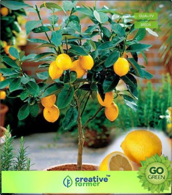 

Creative Farmer Fruit Seeds Lemon Plant Exotic Seeds Fruit Seeds Seed(20 per packet)