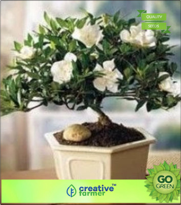 Creative Farmer Kunti - Murrayya Exotica Seed(20 per packet)