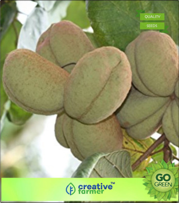 

Creative Farmer Forest Seeds HirikhÃÂ - Sterculia Seed(20 per packet)