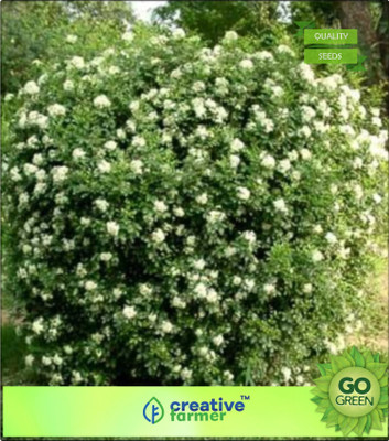 

Creative Farmer Chalcas Japanensis Scented Flowers Seed(20 per packet)