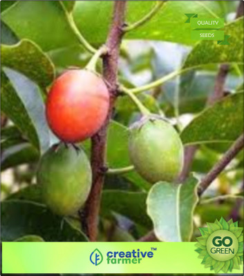 

Creative Farmer Fruit Seeds Herb Tree Elangi Seeds For Gardening Seed(20 per packet)