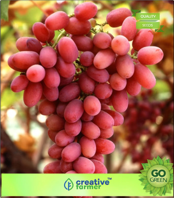 

Creative Farmer Fruit Seeds Grape Berry Fruit Seeds For Garden Kitchen Garden Seed(20 per packet)