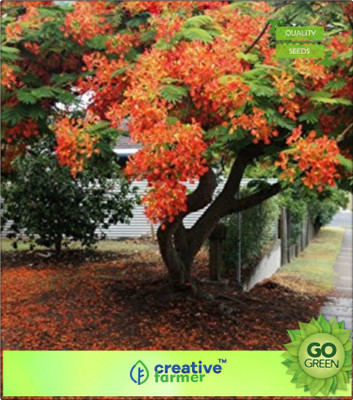 

Creative Farmer Kempu Torai Seed(20 per packet)