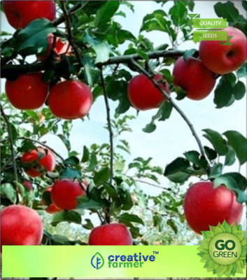 

Creative Farmer Fruit Seeds Fruit Seeds To Plant Apple V1 Mix Fruit Garden Seeds Seed(20 per packet)