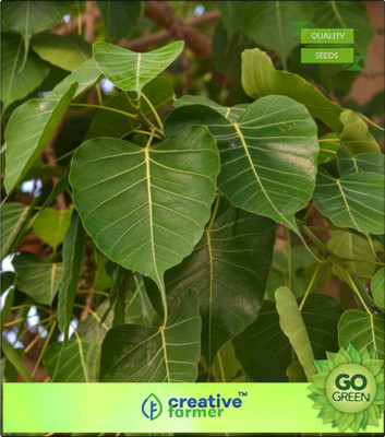 

Creative Farmer Herbal Tree Ashwattha Tree - Ficus Tree Seeds For All Season Seed(20 per packet)