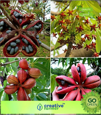 

Creative Farmer Tree Seeds Sterculia Guttata Seed(20 per packet)