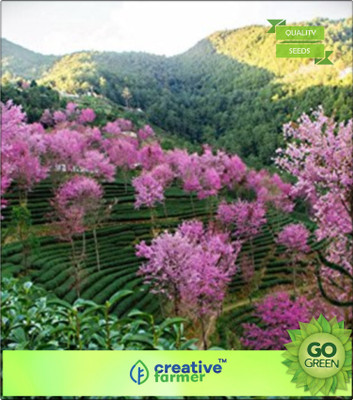 

Creative Farmer Pink Colour Prunus - Seed(20 per packet)
