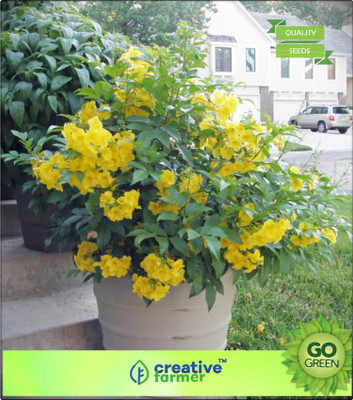 

Creative Farmer Ornamental Flowering Tree Subramanyakiretam Yellow Flower Flower Plant Seeds For Roof Garden Bonsai Plant Garden Flower Seeds Seed(20 per packet)