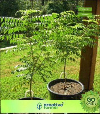 

Creative Farmer Sweet Neem Leaves Seeds For Kitchen Plant Seeds Seed(20 per packet)