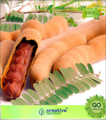 

Creative Farmer Fruit Seeds Best Quality Tamarind Seeds For Growing Fruit Seeds For Home Depot Fruit Seeds Seed(20 per packet)