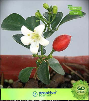

Creative Farmer Highly Fragrant Cream Colored Flowers Kamini Flower Seed(20 per packet)