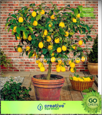 

Creative Farmer Lemon Seeds Fruit Seeds For Terrace Garden Seed(20 per packet)