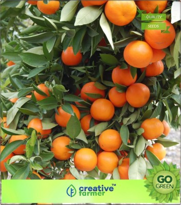 

Creative Farmer Orange Tree Fruit Plant Seeds Gardening Fruit Seeds Seed(20 per packet)