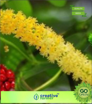 

Creative Farmer Lucky Tree Plant Seeds Coral Wood Medicinal Plant Seeds Seeds For Farming Seed(20 per packet)