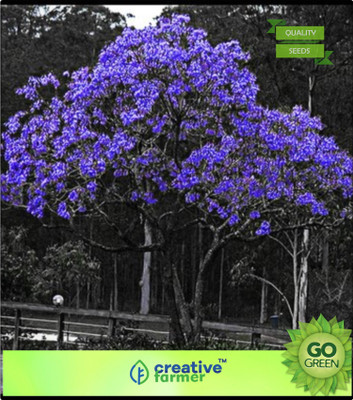 

Creative Farmer Blue Jacaranda Neeli Gulmohur Jacaranda Mimosifolia For Growing Seed(20 per packet)