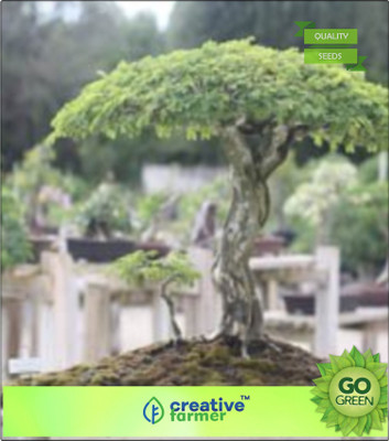 

Creative Farmer Pithecellobium Saman Seed(20 per packet)