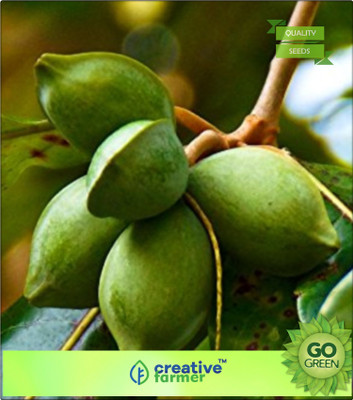 

Creative Farmer Tree Seeds Malabar-Almond, - Fruit Seeds Seed(20 per packet)