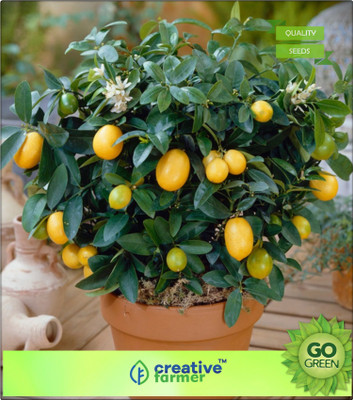 

Creative Farmer Outdoor Plants Naranga Lemon Seeds Fruit Seeds For All Season Seed(20 per packet)
