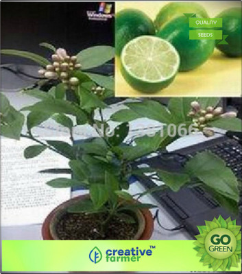 

Creative Farmer Lemon Seeds Hybrid Fruit Seeds For Terrace Garden Seed(20 per packet)