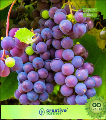 Creative Farmer Fruit Seeds Blue-Skinned Plant Seeds For Home Depot Kitchen Garden Seed(20 per packet)