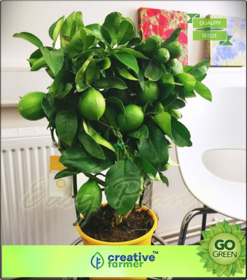 

Creative Farmer Fruit Seeds Exotic Lemon Hyb Dwarf Plant Seeds Fruit Seeds For Balcony Garden Seed(20 per packet)
