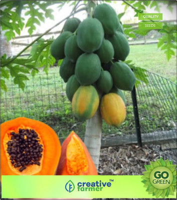 

Creative Farmer Papaya Orange Big Juicy Queen Fruit Seeds Bonsai Plant Seeds Seed(20 per packet)