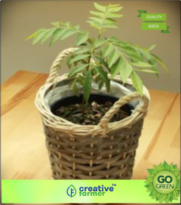 

Creative Farmer Herb Seeds - Curry Leaf Plant Seeds Small Bush Seeds Plant Seeds Seed(20 per packet)