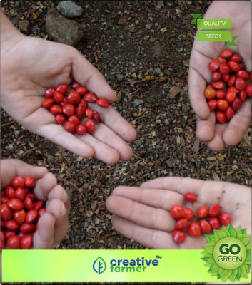 

Creative Farmer Tree Seeds Red Sandalwood - Adenanthera Polita Seeds For Cultivation Seed(20 per packet)