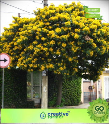 

Creative Farmer Koranekelar Yellow Bells Ornamental Tree Seeds Flowering Plant Seeds Seed(20 per packet)