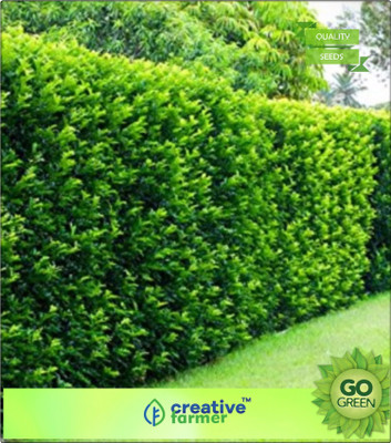

Creative Farmer Murrayya Paniculata Seed(20 per packet)