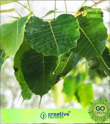 

Creative Farmer Woody Plants Aswattha - Pipal Seed To Plant Seed(20 per packet)
