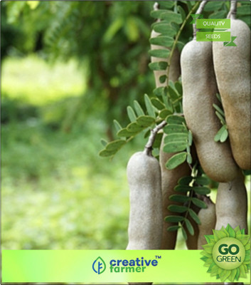 

Creative Farmer Fruit Seeds Tamarind Imli Or Tamarindus Indica Tree Fruit Seeds Fruit Plant Seeds Fruit Seeds Seed(20 per packet)