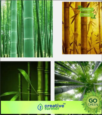 

Creative Farmer Small Green Bamboo/ Dendrocalamus Strictus Seeds Bamboo Seeds Seed(20 per packet)