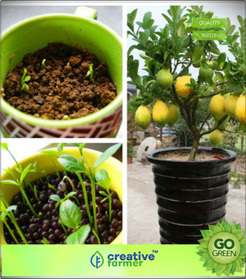 

Creative Farmer Fruiting Lemon Tree Seeds Fruit Seeds For Planting Seed(20 per packet)