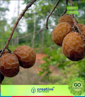 

Creative Farmer Herb Seeds For Kitchen Garden Kookatakayi Notched Leaf Soapnut Herbal Seeds For Gardening Seed(20 per packet)