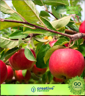 

Creative Farmer Apple Hazaratbali Variety Fruit Seed Plant For Indoor Compatable Seed(20 per packet)