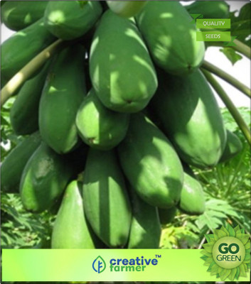 

Creative Farmer Fruit Seeds Honey Dew Dwarf Papaya Hybrid Imported Fruit Seeds Seed(20 per packet)
