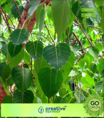 

Creative Farmer Tree Seeds Ficus Religiosa - Large Dry Season-Deciduous Tree Seeds For All Season Seed(20 per packet)