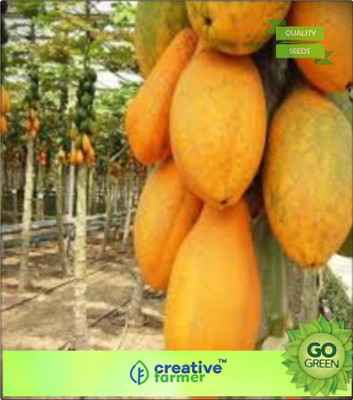 

Creative Farmer Organic Dwarf Papaya Seeds Fruit Seeds For Planting Bonsai Plant Seeds Seed(20 per packet)