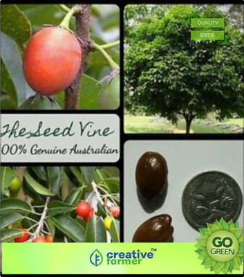 

Creative Farmer Fruit Seeds Magizhamboo Cherry Seeds For Agriculture Seed(20 per packet)