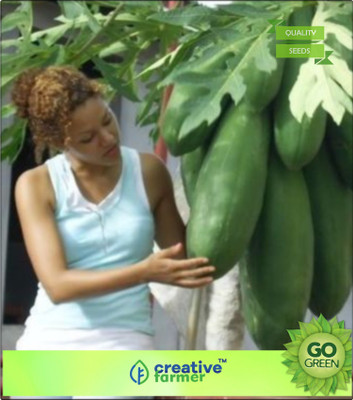 

Creative Farmer Papaya Indian Beauty Produce Heavily Fruit Seeds Plant Seeds For Garden Bonsai Plant Seeds Seed(20 per packet)