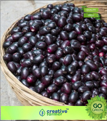 

Creative Farmer Fruit Seeds Jamalu - Blackberry Like Fruit (Syzygium Cumini) Seeds For Home Garden Seed(20 per packet)
