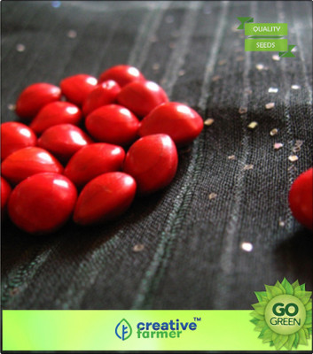 

Creative Farmer Seeds For Cultivation Red Sandalwood - Ranjana Seeds For Farming Seed(20 per packet)