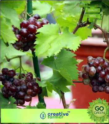 

Creative Farmer Fruit Seeds Witch Finger Grape Vine Seeds Juicy Fruit Seeds Mixed Seeds Kitchen Garden Pack Seed(20 per packet)