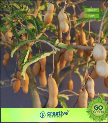 

Creative Farmer Fruit Seeds Tamarind Fruit Seeds Fruit Seeds Bonsai Plant Seeds Seed(20 per packet)